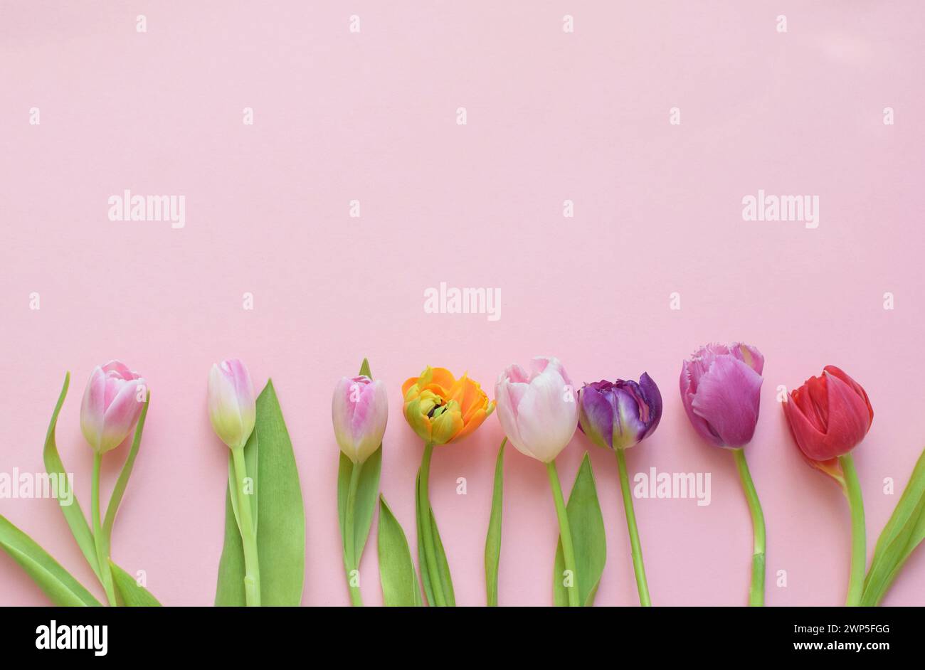 Multi-colored spring tulips and place for text for Mother's Day or Women's Day on a pink background. Top view in flat style. Stock Photo