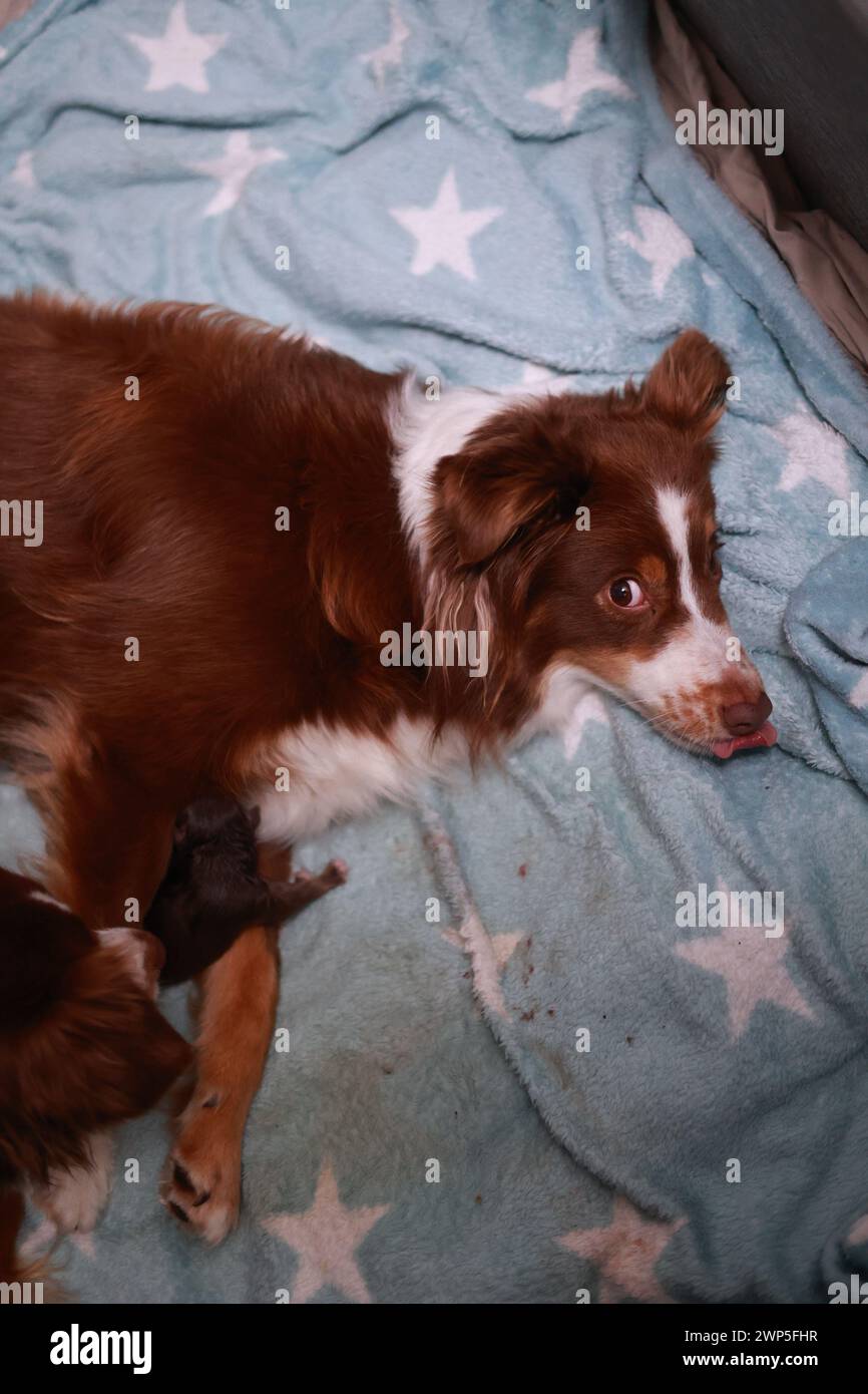A Miniature Australian American Shepherd dog lays on a blue blanket with stars. The dog has its tongue out and he is relaxed Stock Photo