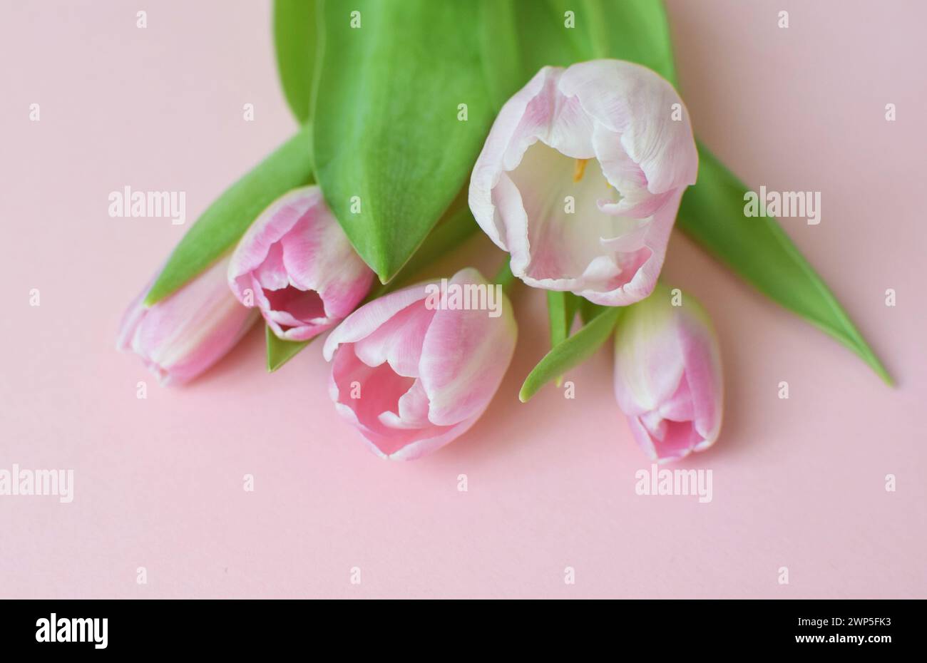 Bouquet of pink spring tulips  for Mother's Day or Women on a pink background. Top view flat style. Stock Photo
