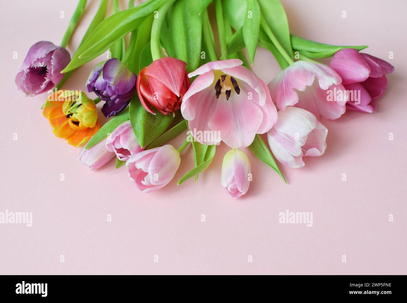 Bouquet of colorful spring tulips and place for text for Mother's Day or Women's Day on a pink background. Top view in flat style. Stock Photo