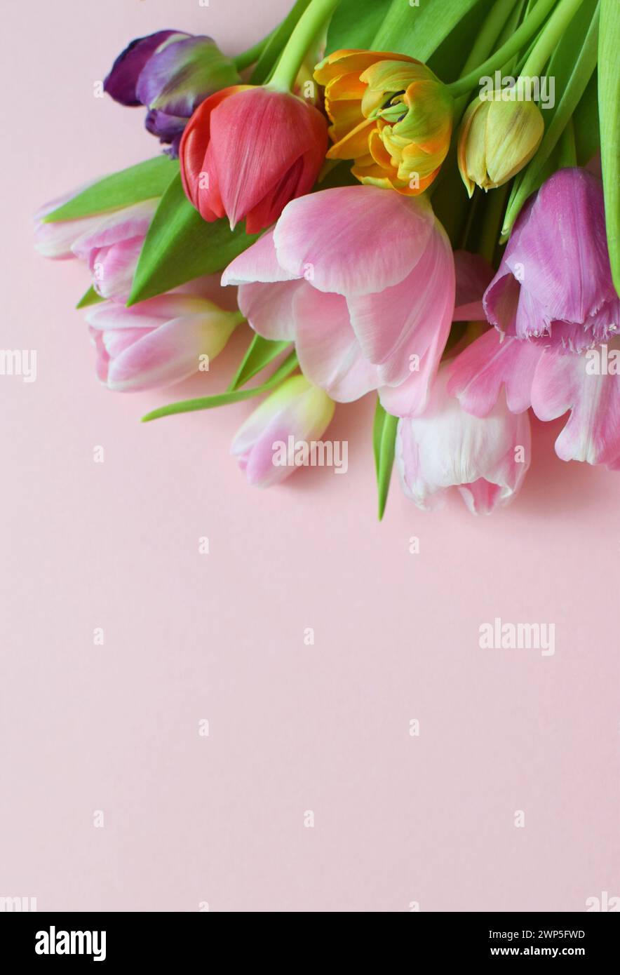 Bouquet of colorful spring tulips and place for text for Mother's Day or Women's Day on a pink background. Top view in flat style. Stock Photo