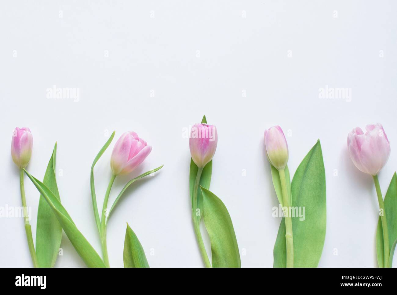 Multi-colored spring tulips and place for text for Mother's Day or Women's Day on a white background. Top view in flat style. Stock Photo