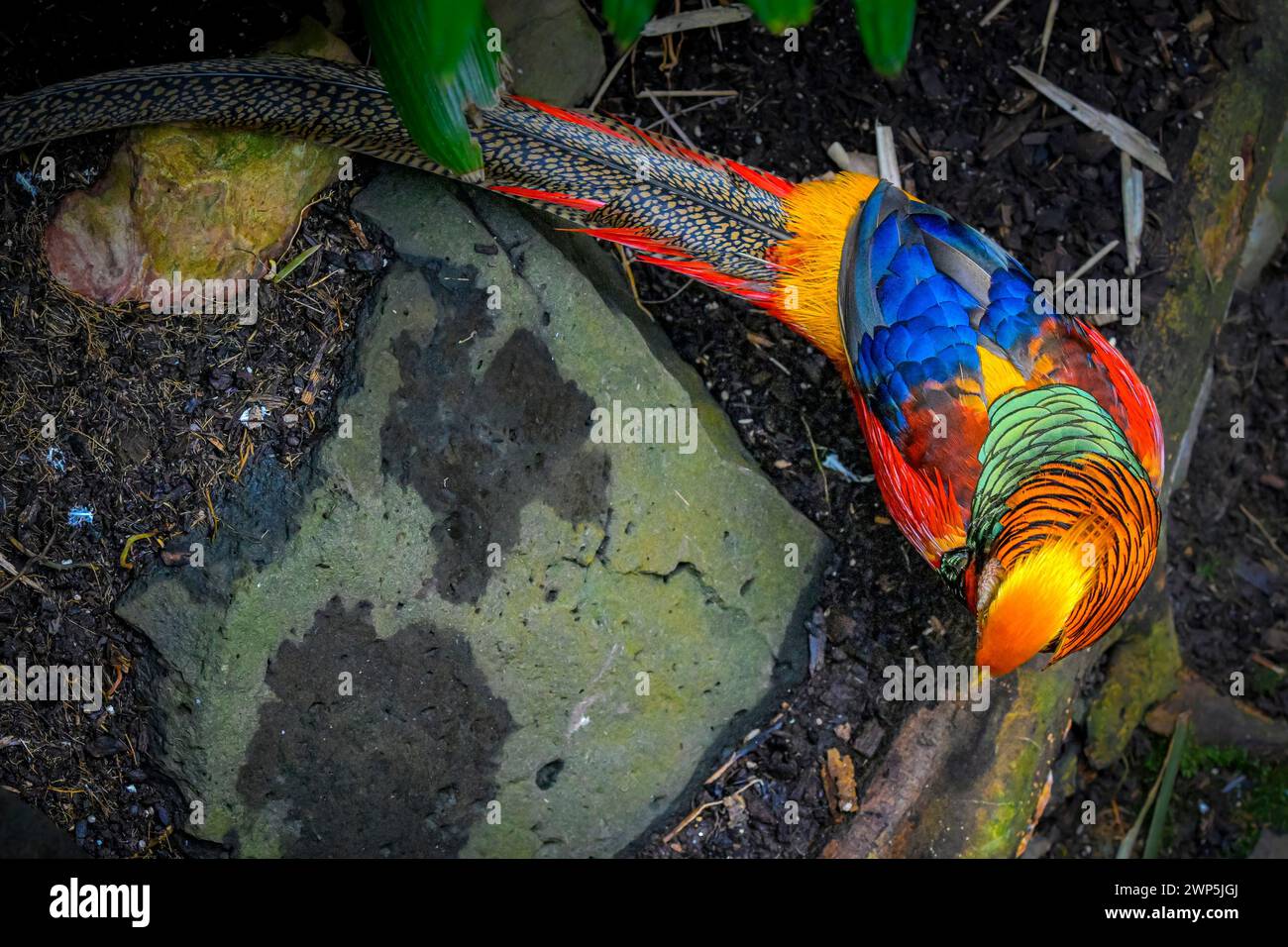 Chinese pheasant hi-res stock photography and images - Alamy