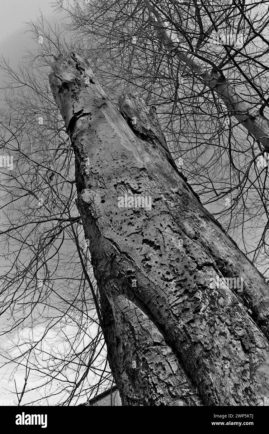 an old dead beech tree, with crown cut off and rough grown bark, standing inside an East German Forest, Eberswalde, Germany Stock Photo