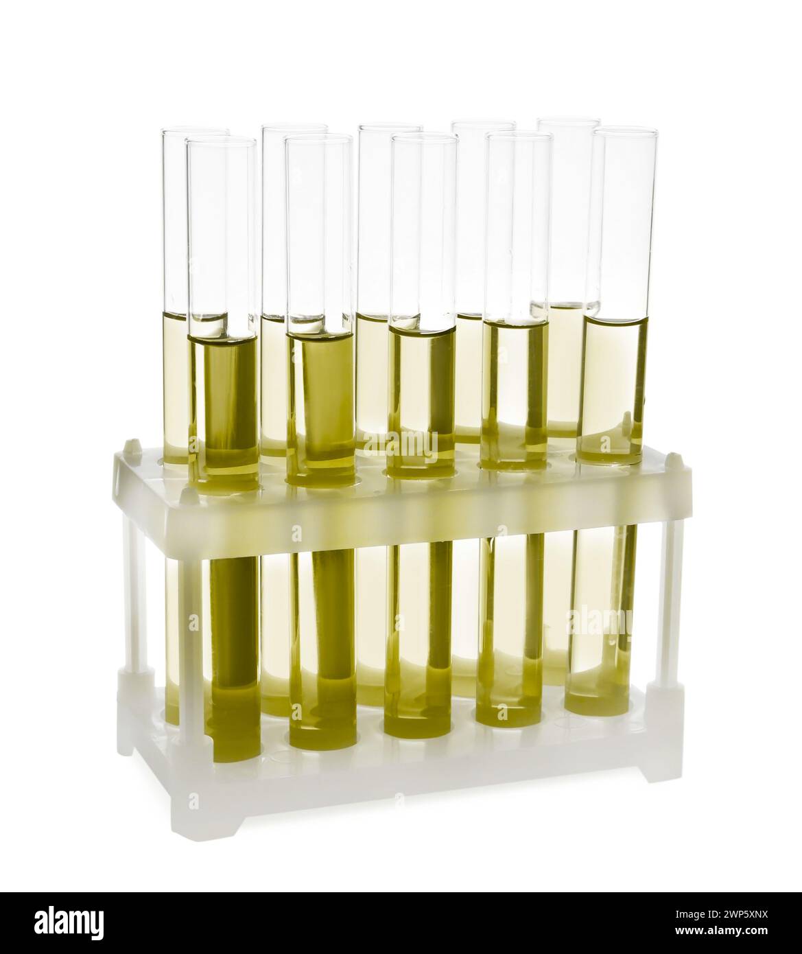 Test tubes with yellow liquid in rack isolated on white Stock Photo