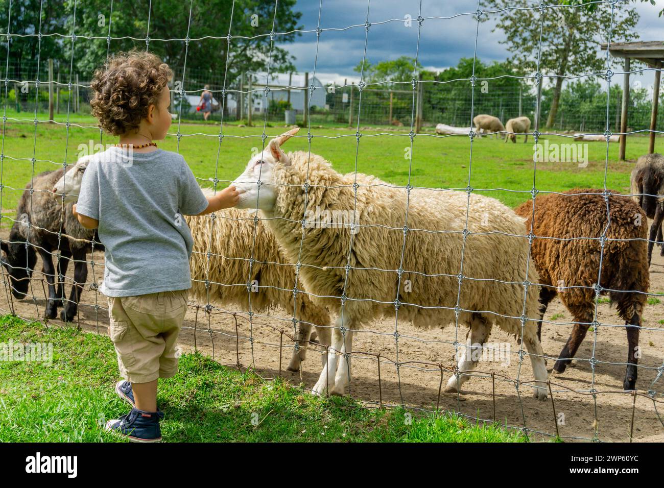 Oshawa zoo, Canada, AUG2017 - Male child offering food to sheep through a barbed fence showcasing a heartwarming interaction between human and animal. Stock Photo