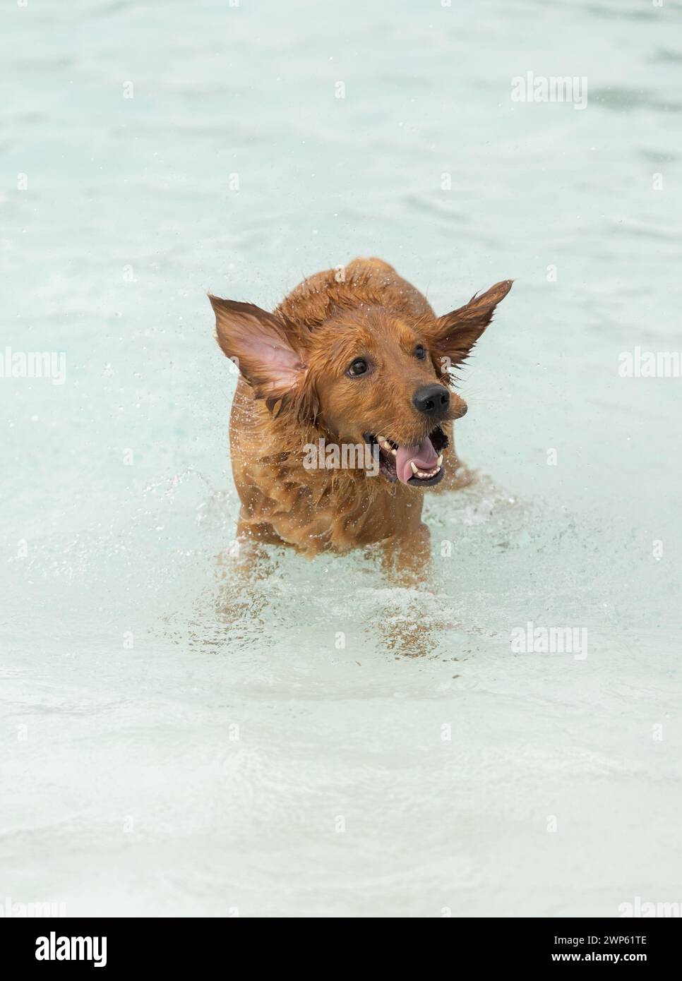 A golden retriever shaking his head and making a funny expression Stock Photo