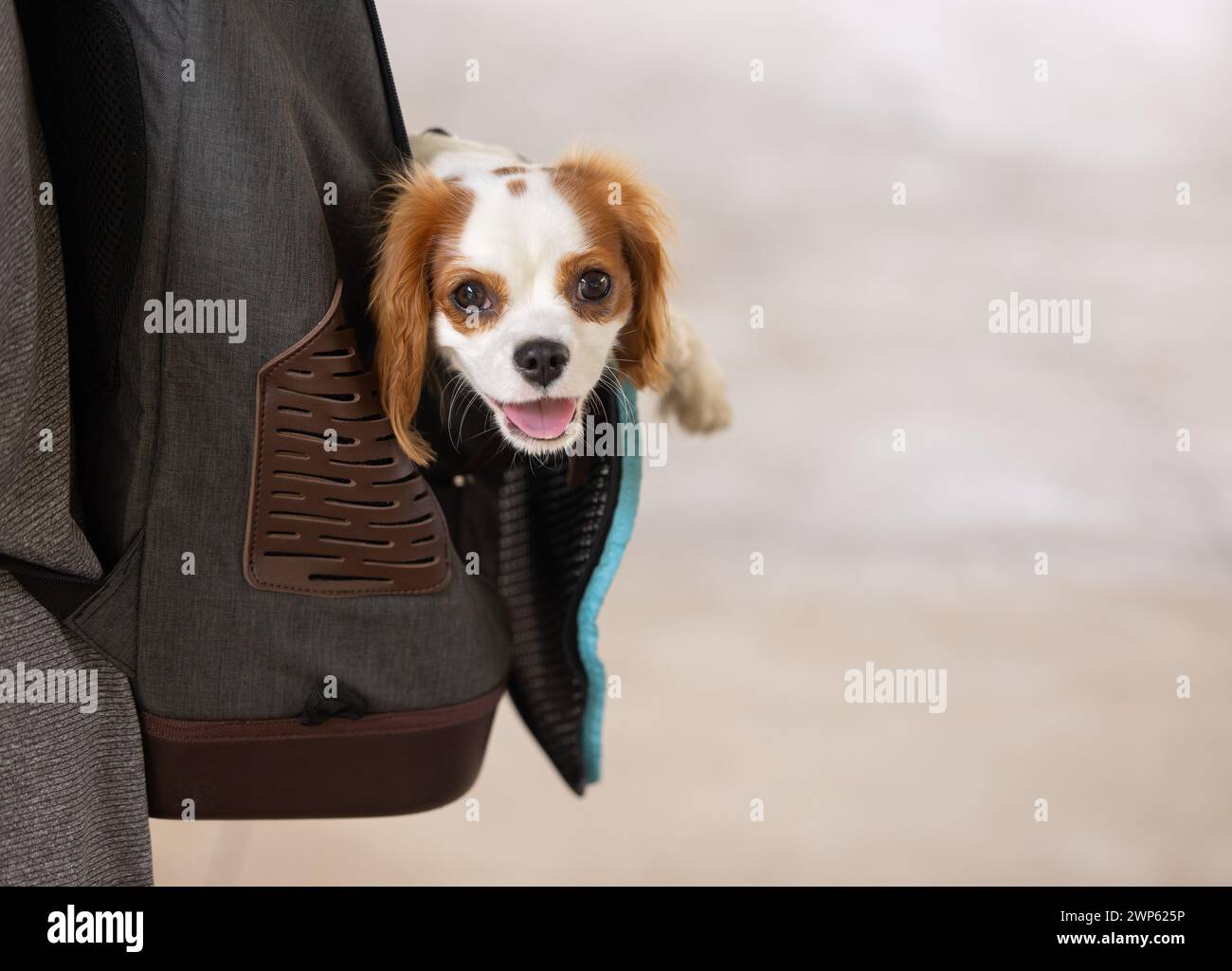 A small Cavalier puppy looking out from a dog backpack Stock Photo