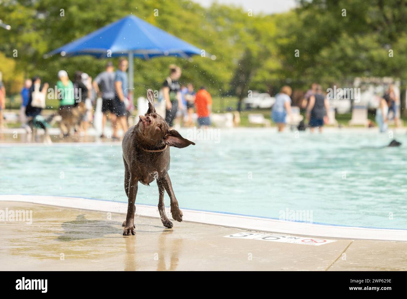 A brown dog shakes water off at a community dog swim Stock Photo