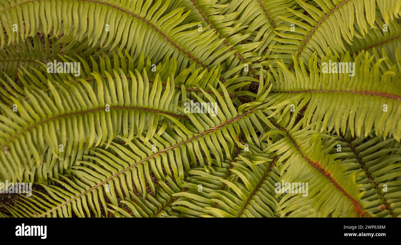 Lush green fern fronds in a circular pattern Stock Photo
