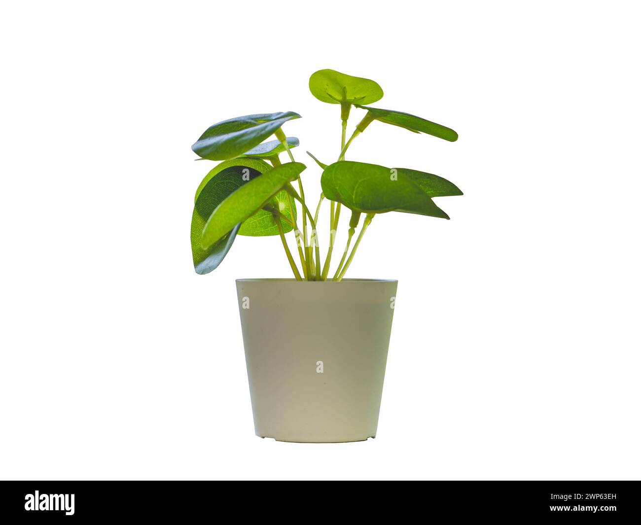 Pot with a Small Plant and Leaves in Isolated White Background Stock ...
