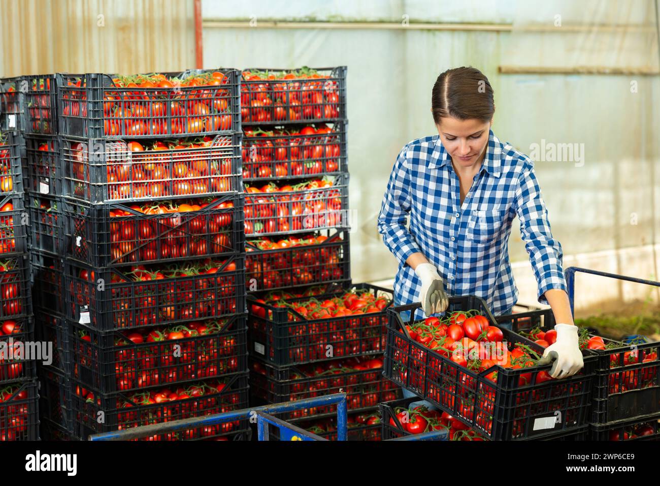 Female farmer stacks boxes with ripe tomatoes in the backyard Stock ...