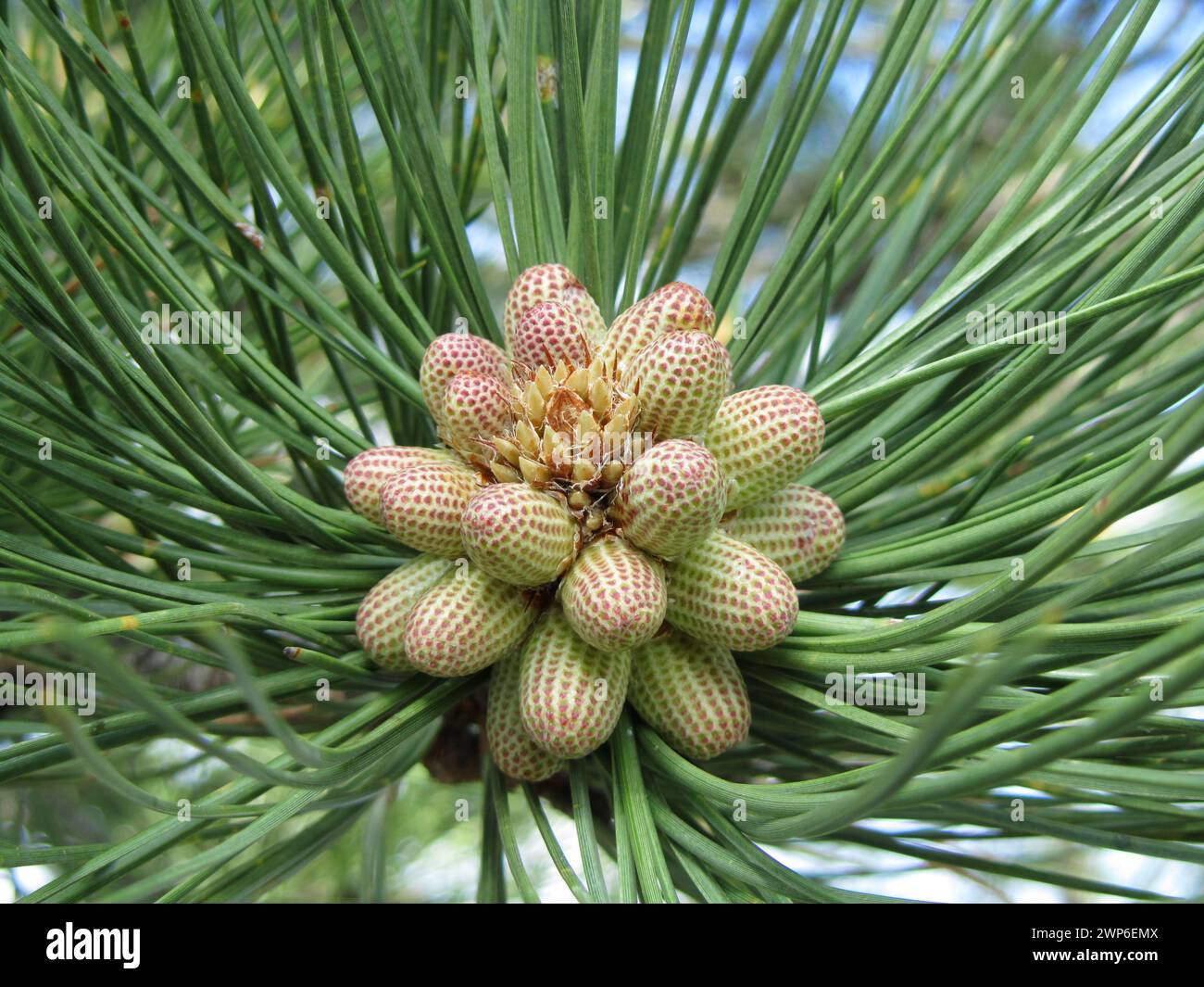Cluster of Ponderosa Pine (Pinus ponderosa) cones surrounded by long green needles in Black Hills, South Dakota Stock Photo