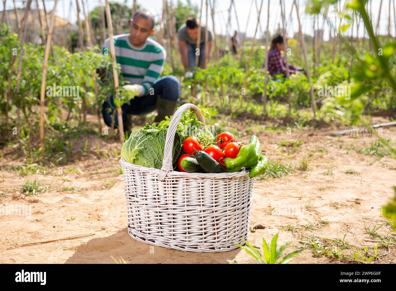 Basket with harvest of vegetables in garden, man professional gardener ...