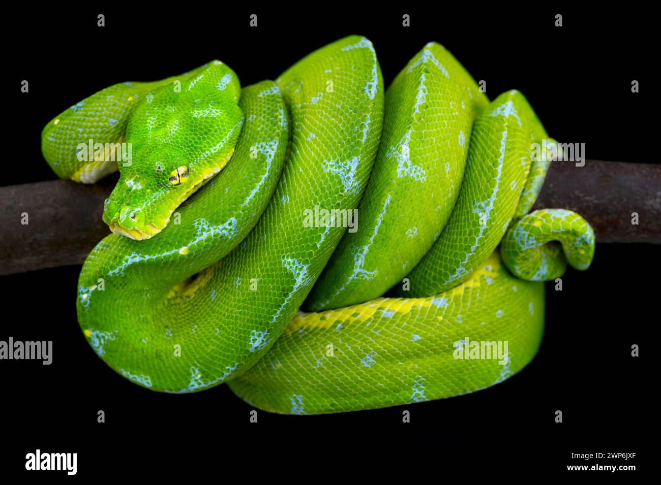 ©Matthijs Kuijpers Stock Photo