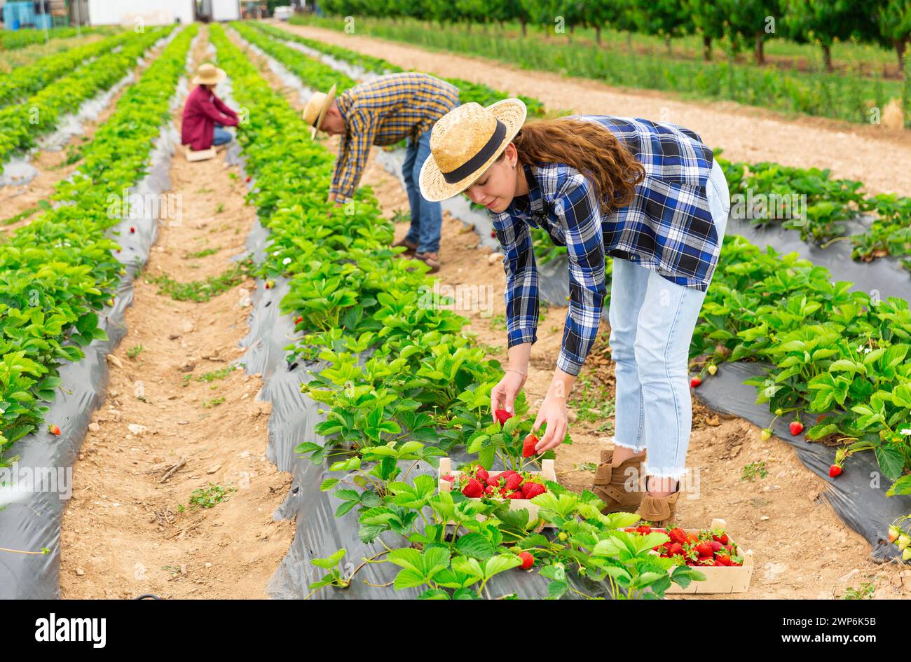 Team of farmers picking strawberry at farm Stock Photo - Alamy