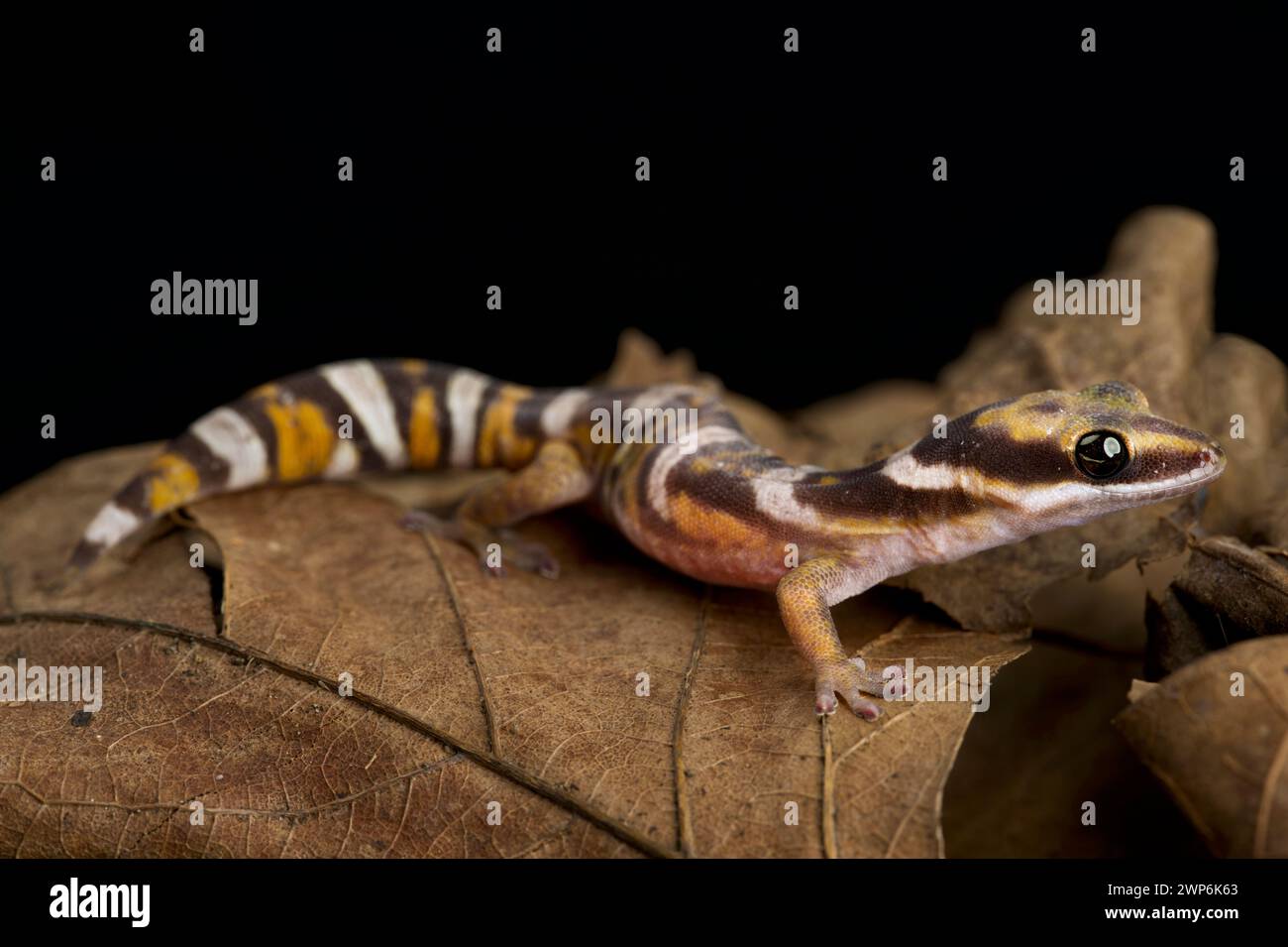 Northern Velvet Gecko (Oedura castelnaui) Stock Photo