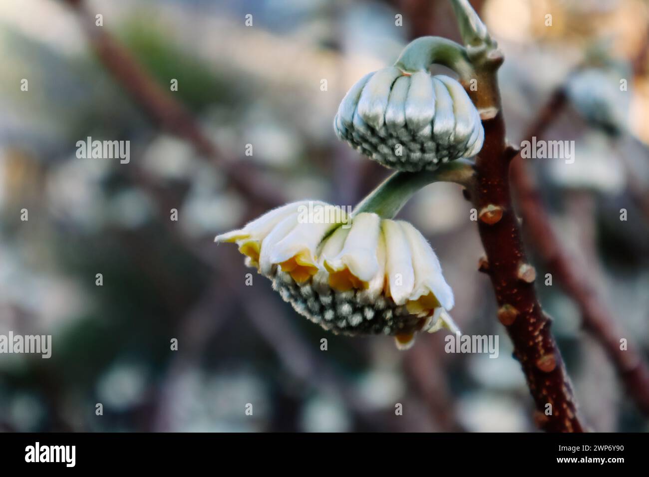 Edgeworthia chrysantha Lindl o Oriental Paperbush, Mitsumata unusual unopened flower buds in spring garden. Blooming plants in springtime Macro nature Stock Photo