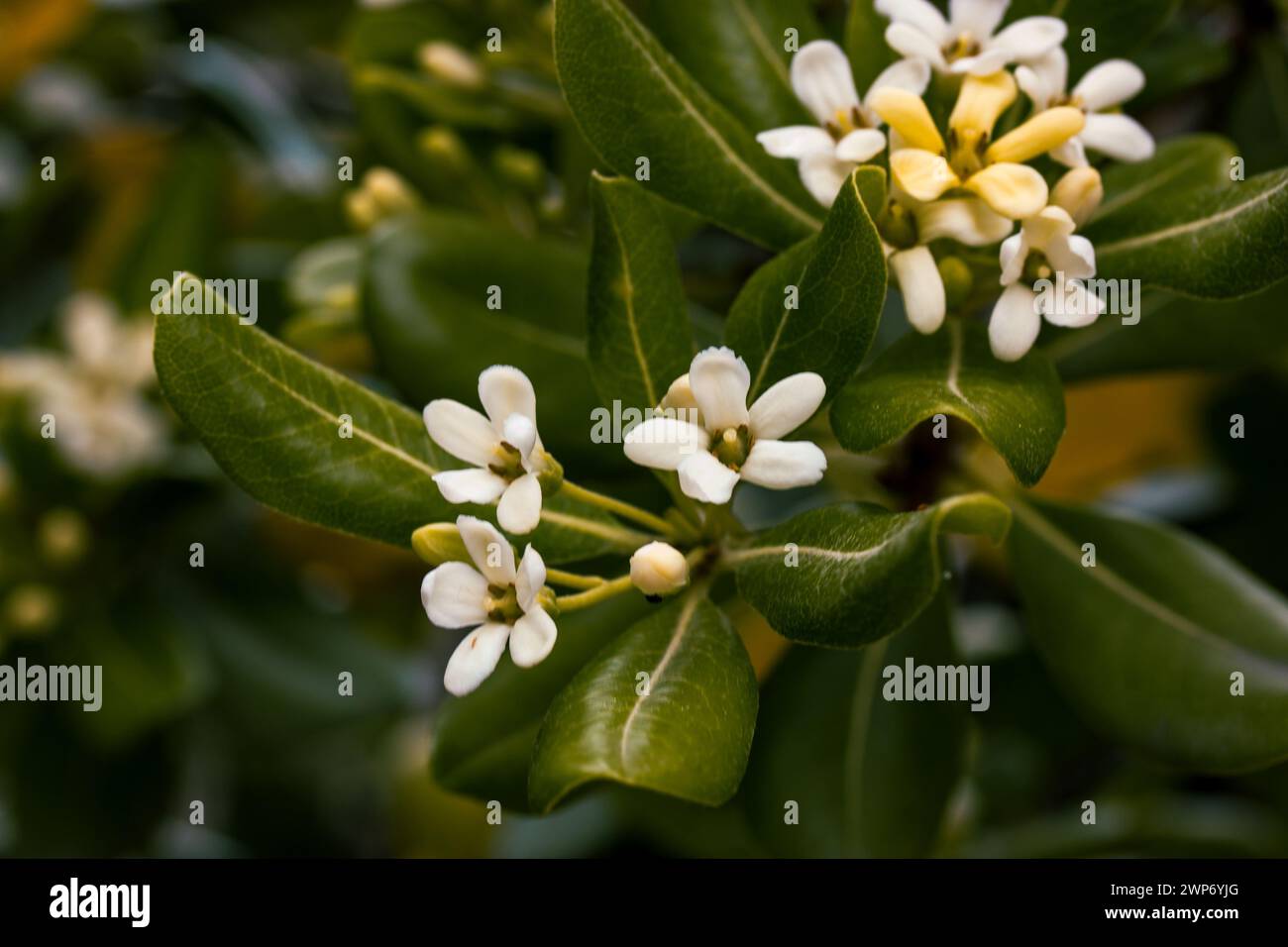 Pittosporum tobira sweet-smelling flowering plant. Australian laurel ...