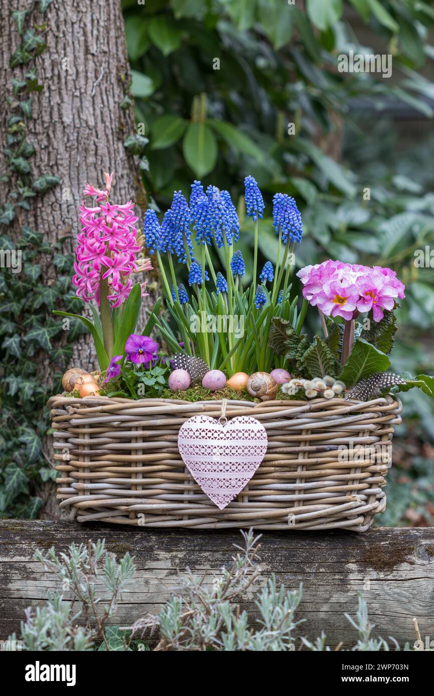 pink primrose, hyacinth and blue grape hyacinth in a basket in the garden Stock Photo
