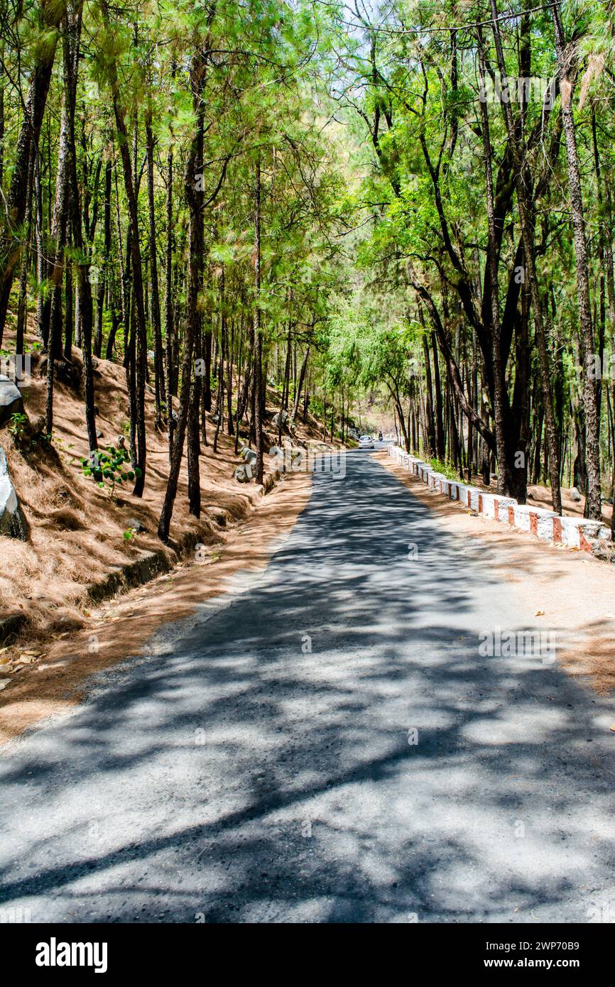 The beauty of Road on the hills of Lansdowne with Deodar trees. Pine Trees on the side of roads of Lansdowne, Uttrakhand India Stock Photo