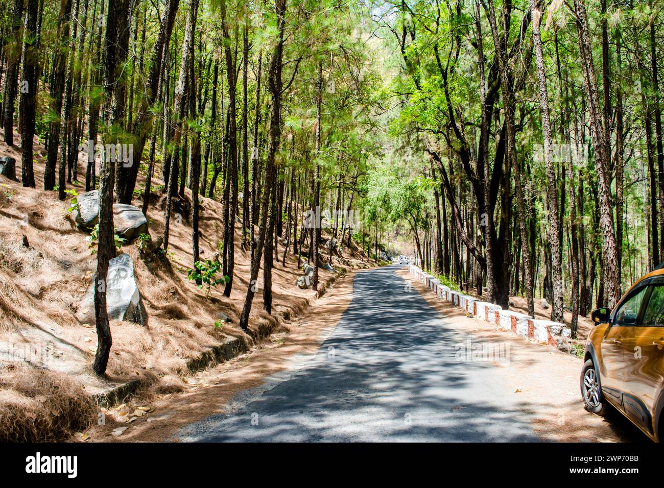 The beauty of Road on the hills of Lansdowne with Deodar trees. Pine Trees on the side of roads of Lansdowne, Uttrakhand India Stock Photo