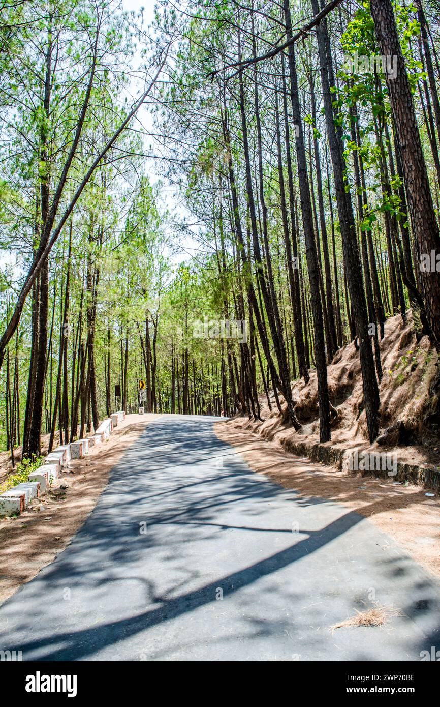 The beauty of Road on the hills of Lansdowne with Deodar trees. Pine Trees on the side of roads of Lansdowne, Uttrakhand India Stock Photo