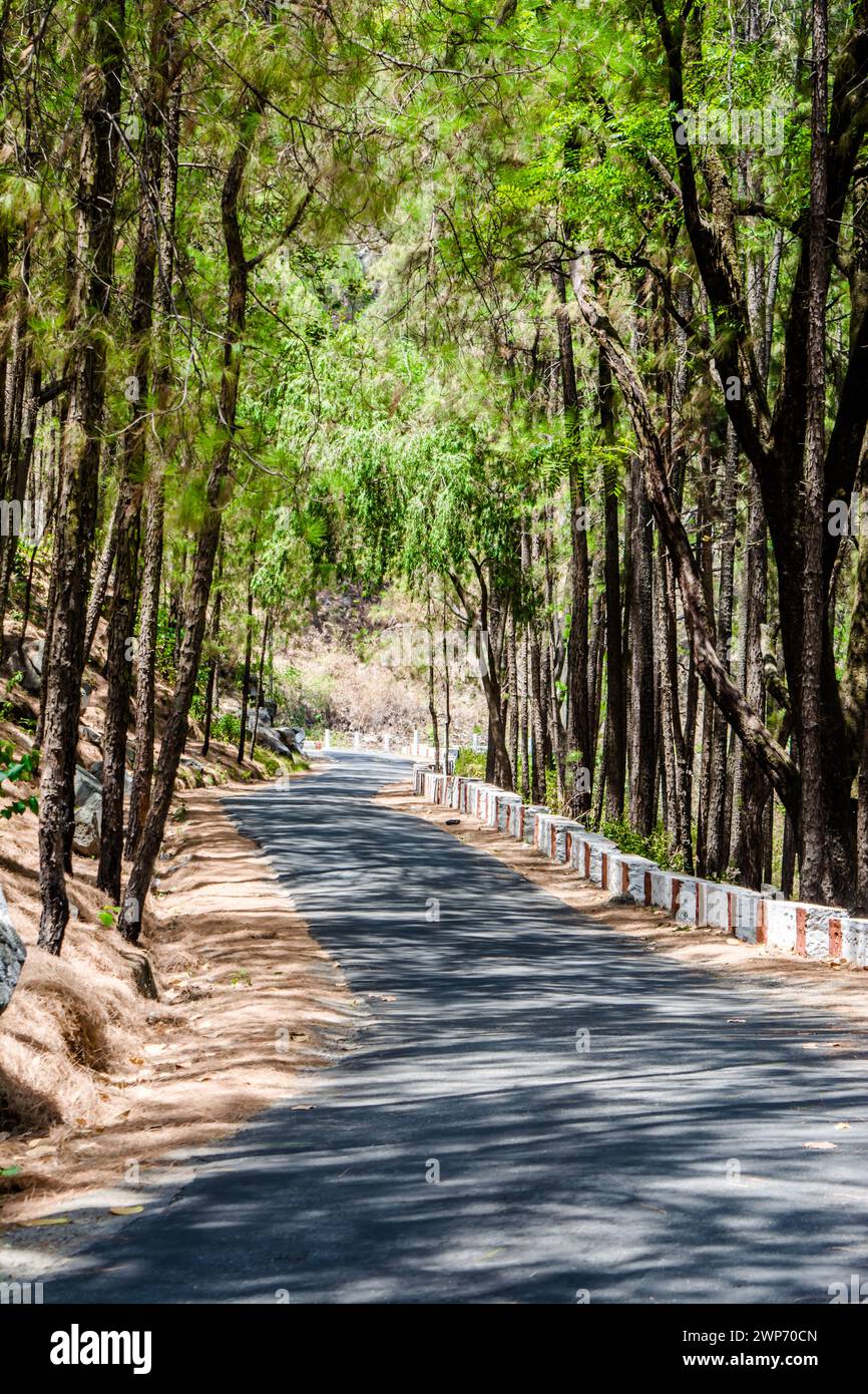 The beauty of Road on the hills of Lansdowne with Deodar trees. Pine Trees on the side of roads of Lansdowne, Uttrakhand India Stock Photo