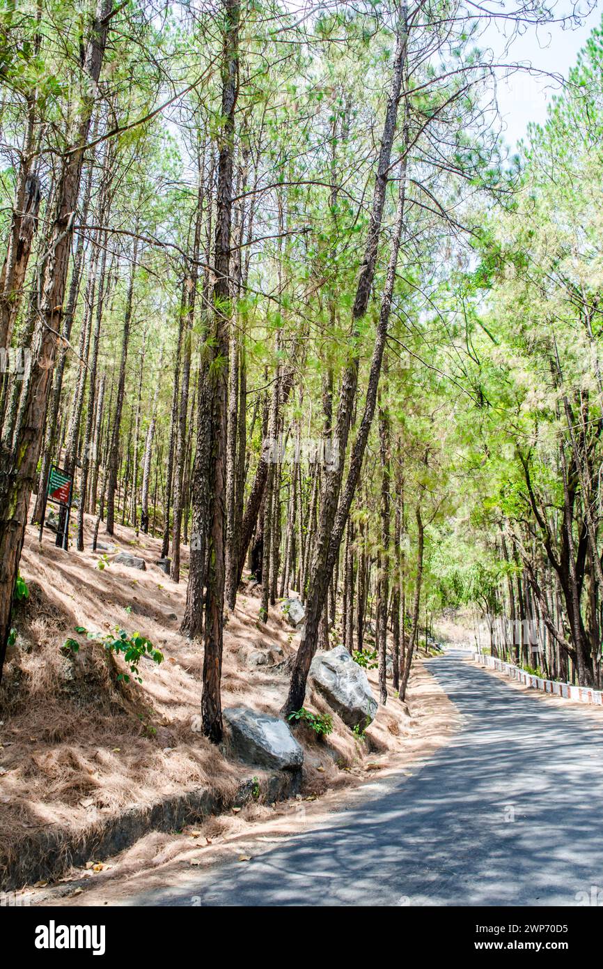 The beauty of Road on the hills of Lansdowne with Deodar trees. Pine Trees on the side of roads of Lansdowne, Uttrakhand India Stock Photo