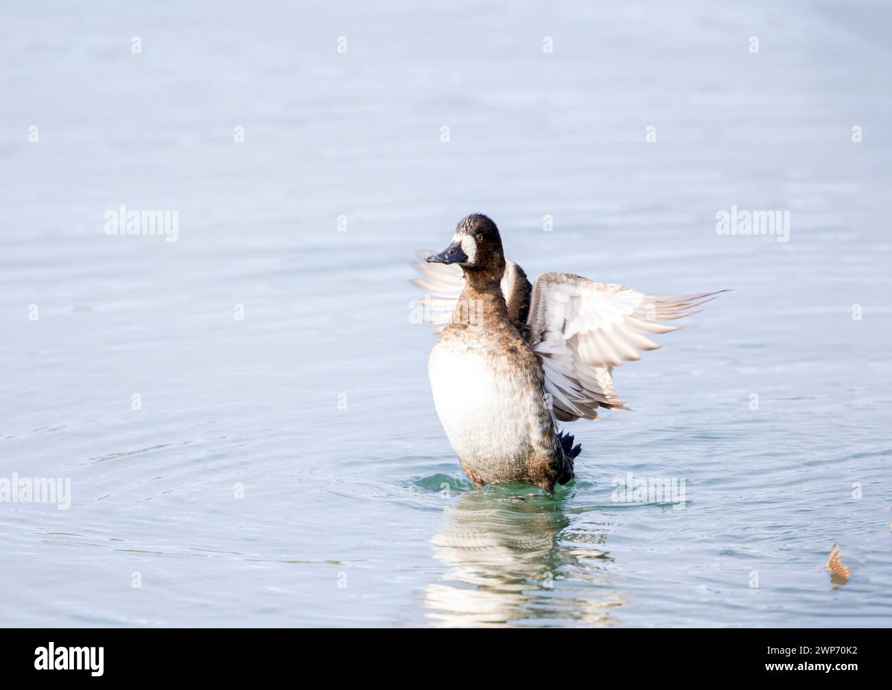 Lesser Scaup Female Flapping Wings Stock Photo