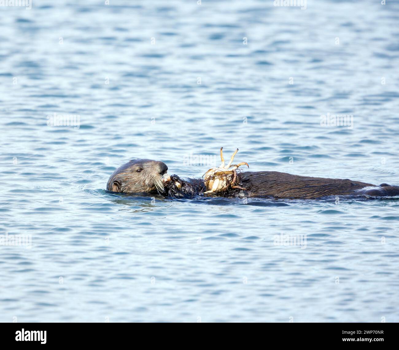 Sea Otter Eating Crab Stock Photo - Alamy