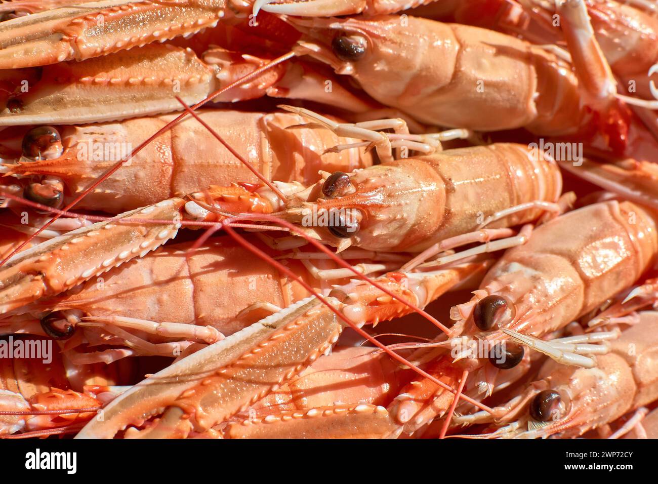 Plate of red Marin crayfish with their claws and antennae; neatly