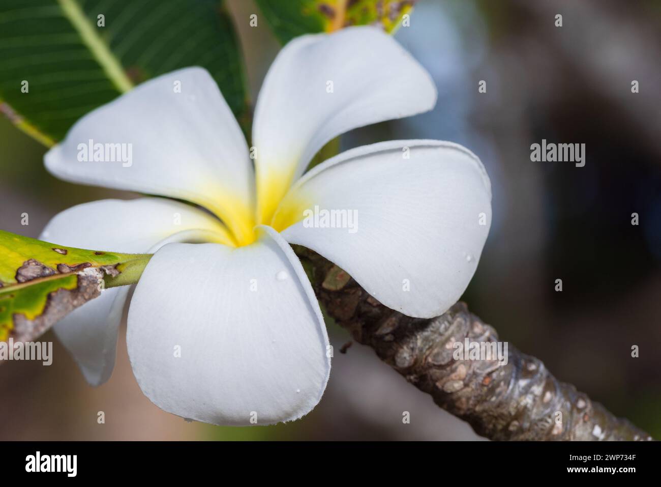 White tropical flower macro photo with selective focus. Plumeria is a genus of flowering plants in the dogbane family, Apocynaceae Stock Photo