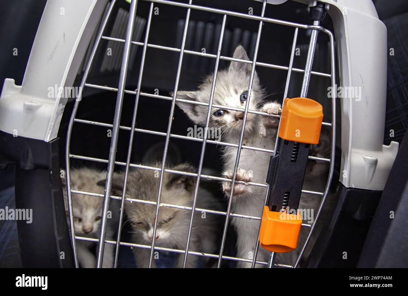 Detail of rescue of animals abandoned on the street, animal abuse Stock ...