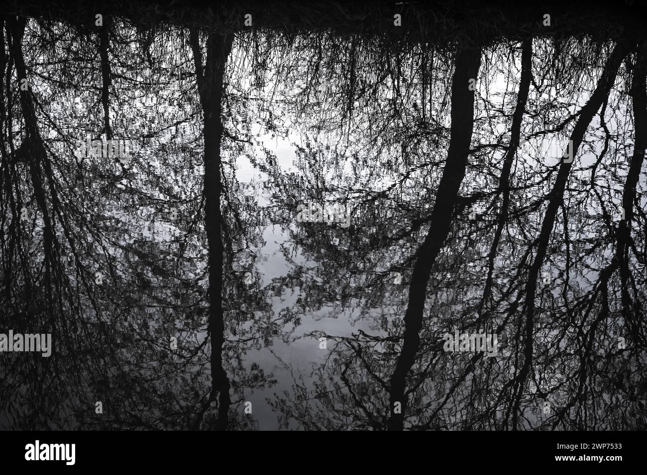 Sich spiegelnde Bäume in einem Entwässerungsgraben in Kirchwerder, Hamburg, Deutschland Stock Photo