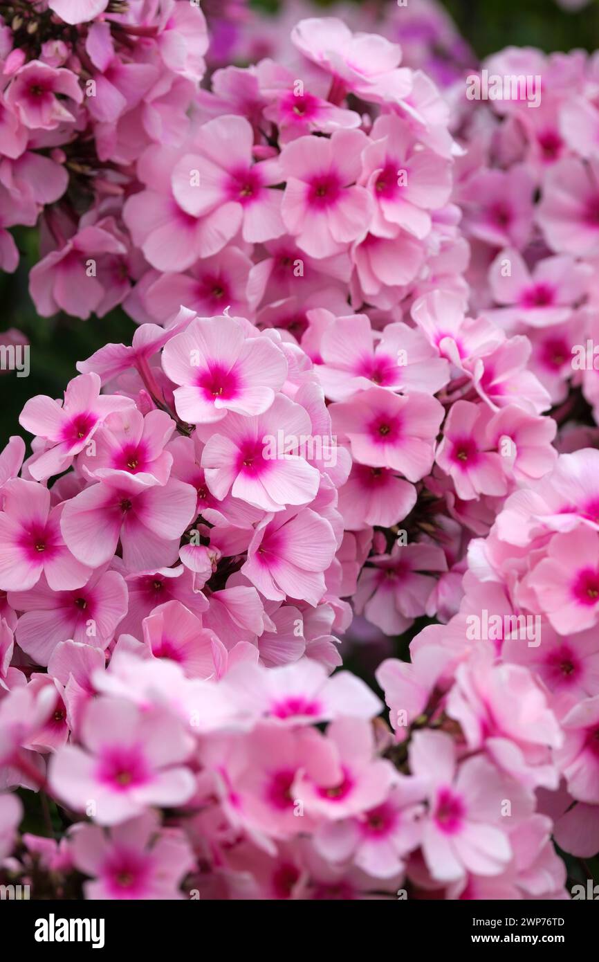 Phlox paniculata Bright Eyes, perennial phlox Bright Eyes, terminal panicles of dark-eyed, pale pink flowers Stock Photo