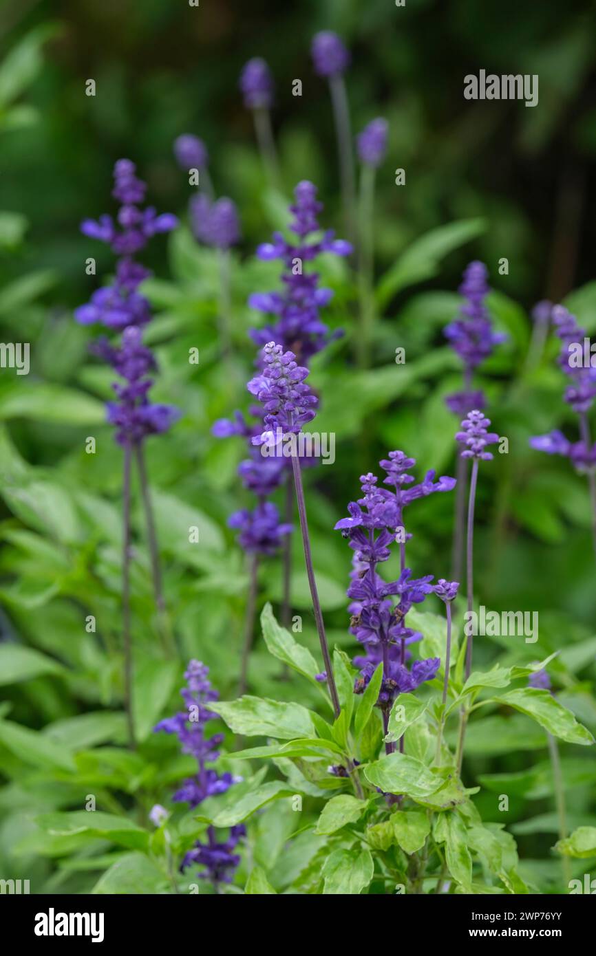 Salvia farinacea Victoria Blue, mealy sage Victoria,  small deep violet-blue flowers in dense spikes Stock Photo