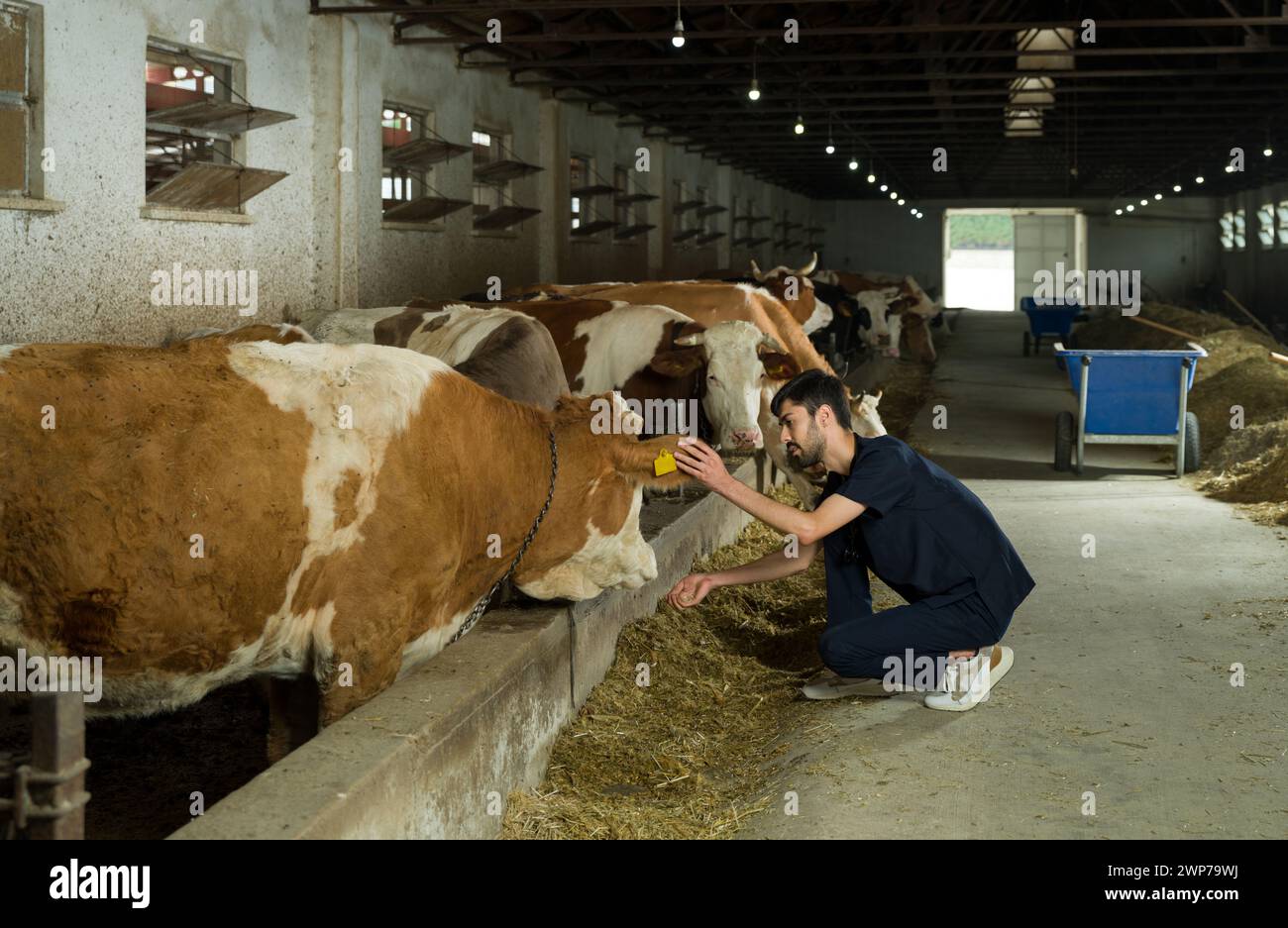 Young veterinary man examining cows. Attendant tending the cattle in the barn. Agriculture cattle industry and farming. Stock Photo