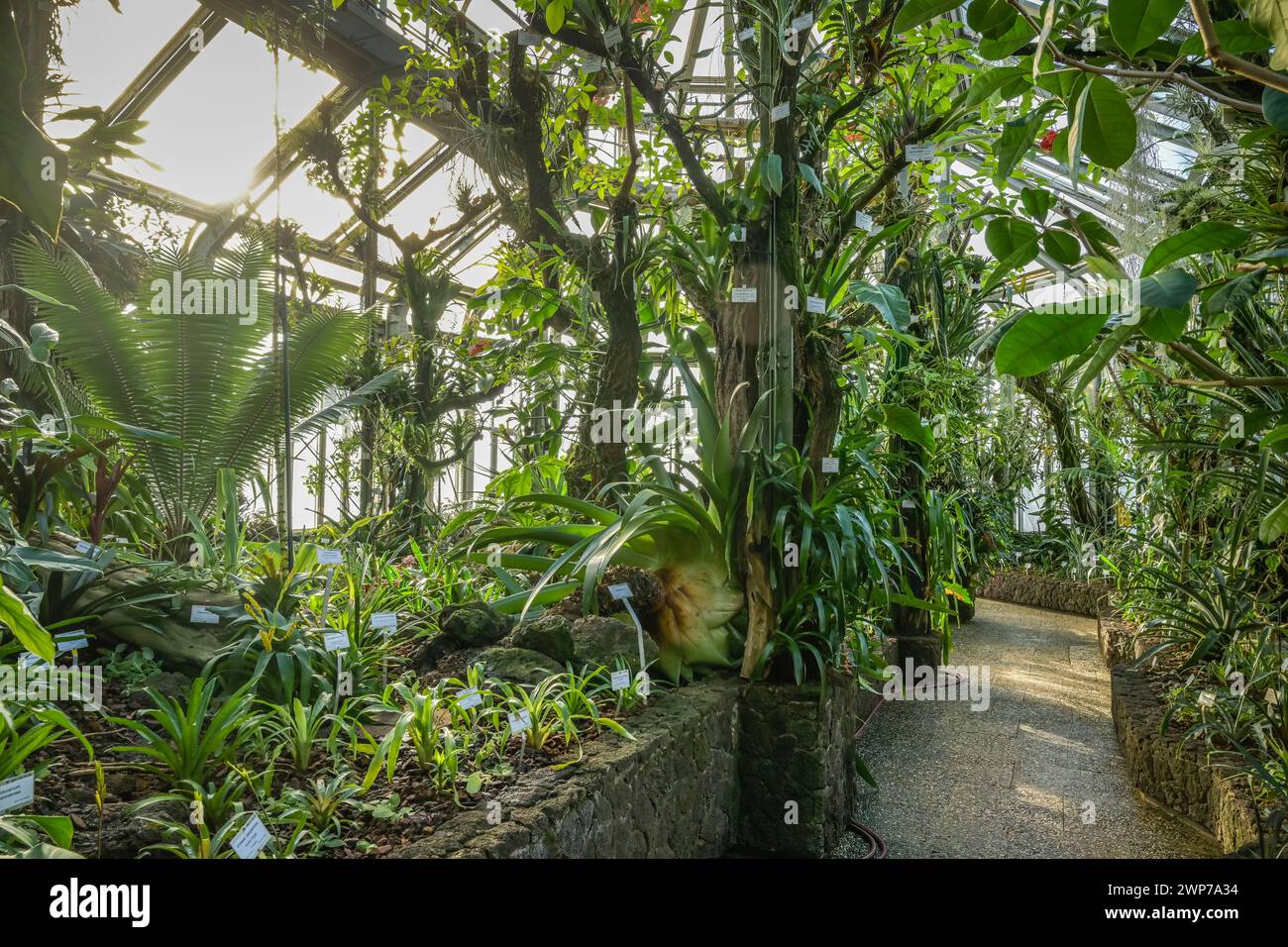 Gewächshaus Bromelienhaus, Botanischer Garten, Lichterfelde, Steglitz