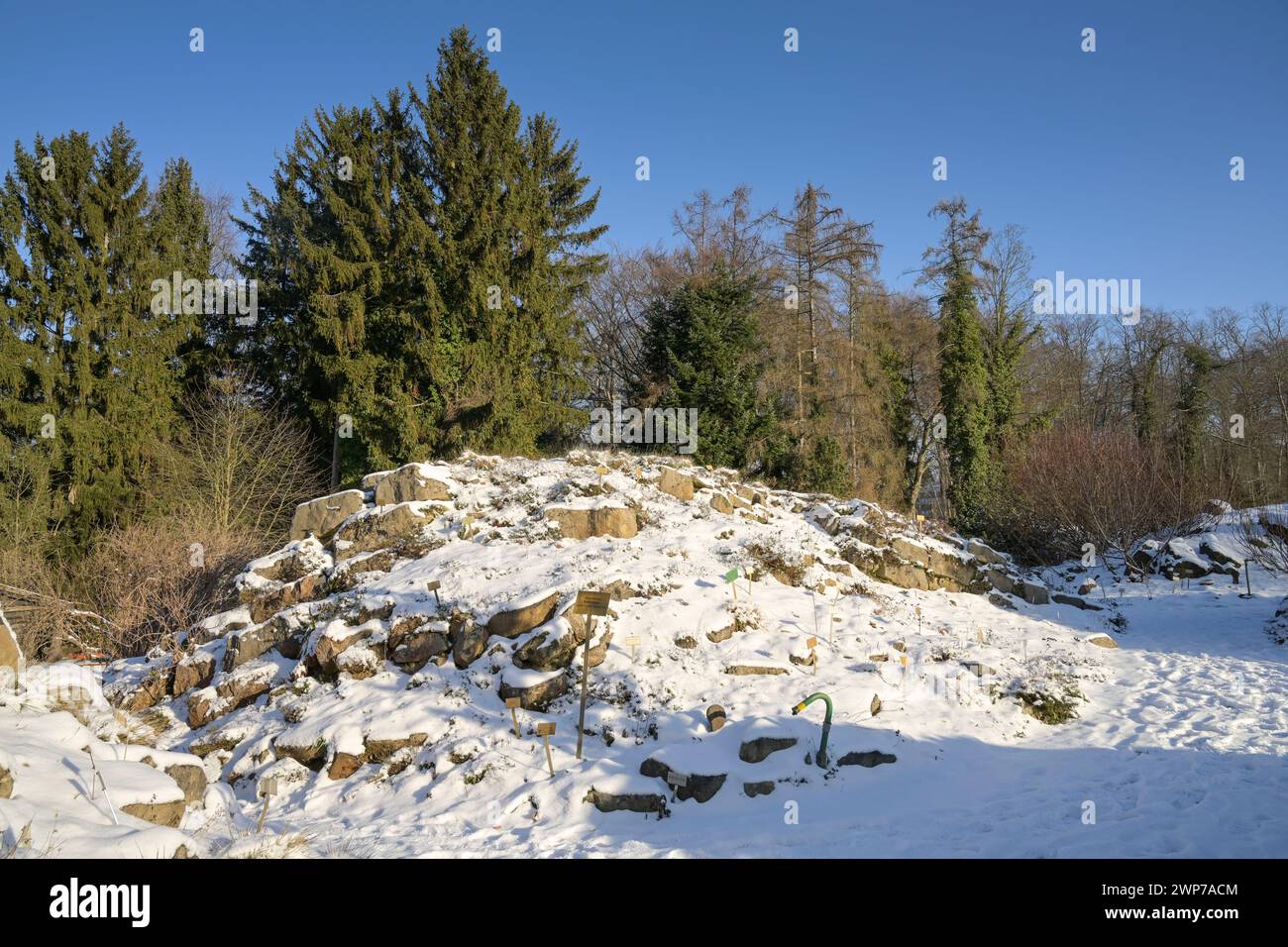 Winter, Freigelände, Landschaftsgarten Nördliche Kalkalpen, Botanischer Garten, Lichterfelde, Steglitz-Zehlendorf, Berlin, Deutschland Stock Photo