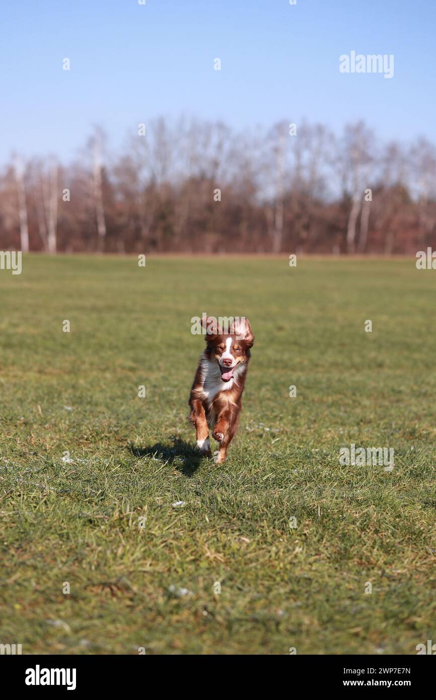 A   Miniature Australian American Shepherd dog is running in a field. The dog is wearing a pink collar. The field is green and has a few trees in the Stock Photo