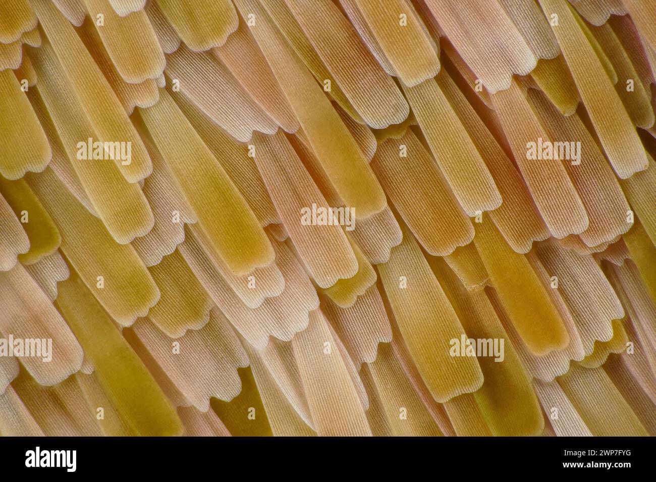 Butterfly wing scales, macrophotograph Stock Photo - Alamy