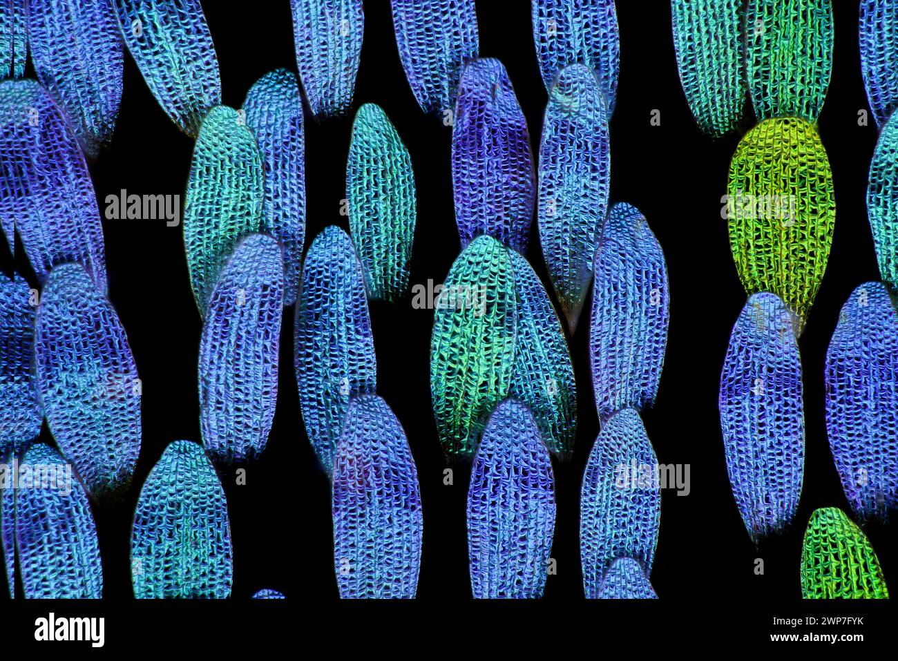 Butterfly wing scales, macrophotograph Stock Photo - Alamy