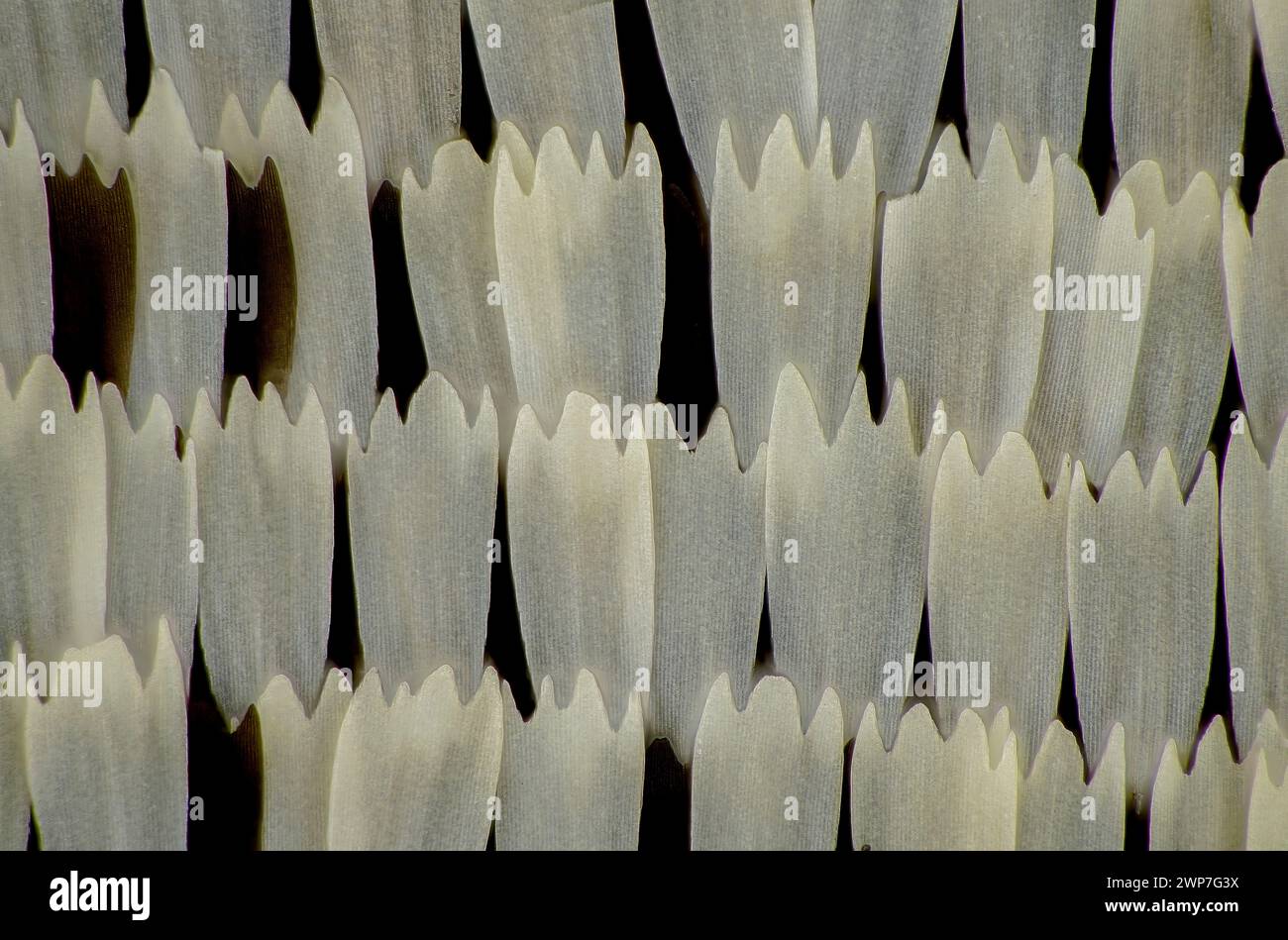 Butterfly wing scales, macrophotograph Stock Photo - Alamy