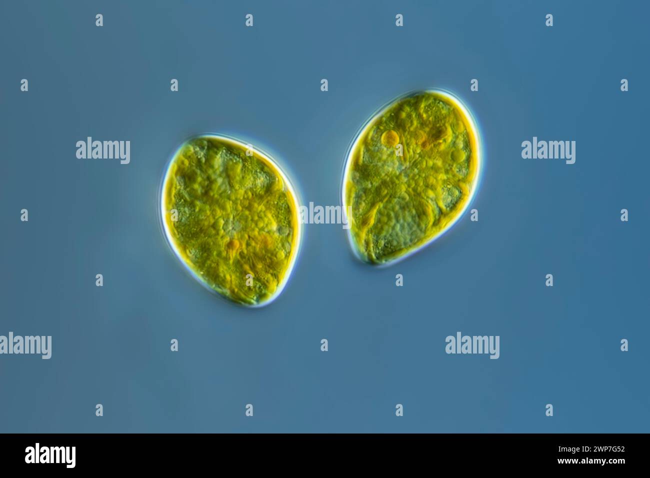 Algae, light micrograph Stock Photo - Alamy