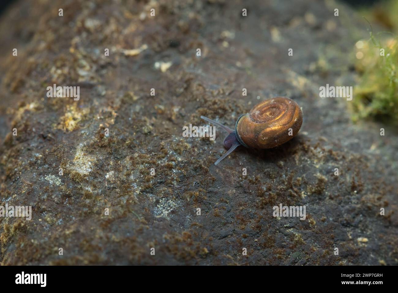 Ram's horn snail (Bathyomphalus contortus) Stock Photo