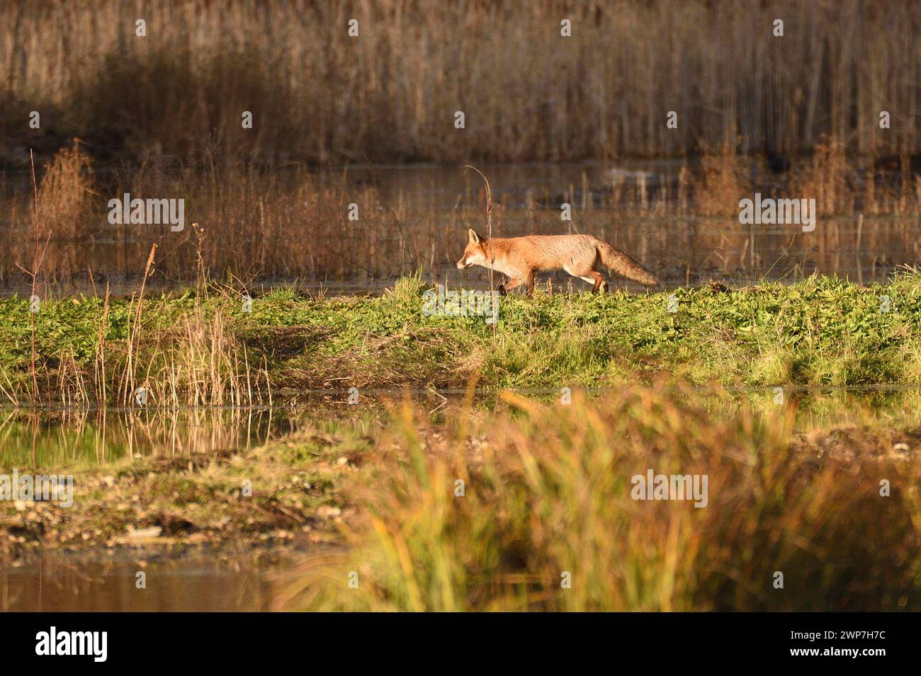 Red Fox on the prowl around the edge of some shallow ponds in a marsh. Essex, England, UK. Stock Photo
