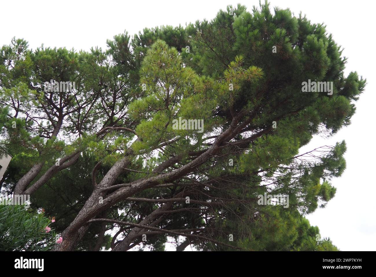 Aleppo pine, or Jerusalem Pine Pinus halepensis - coniferous tree, species of the genus Pinus of the family Pinaceae. Pine park in Herceg Novi Stock Photo