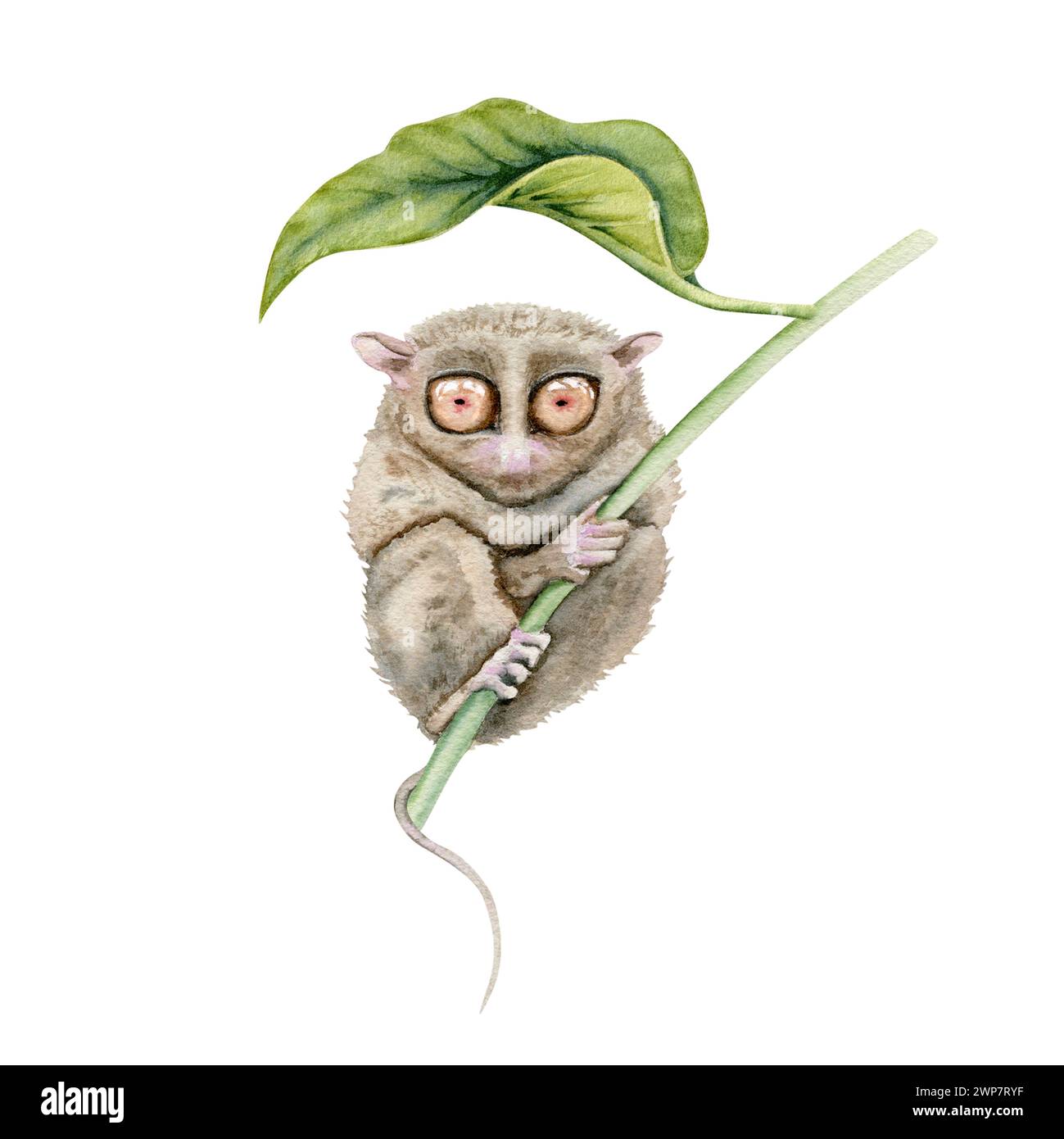 Tarsier under a leaf. Watercolor illustration element isolated on white background. Hand drawn painting of native Philippines endangered animal from B Stock Photo