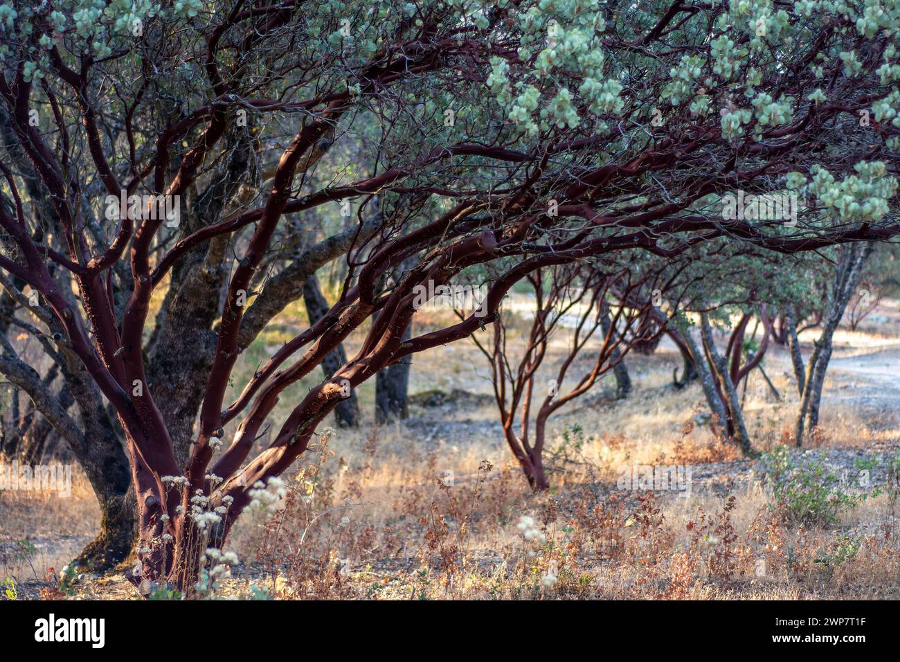 The California's Manzanita Grove in the woods Stock Photo